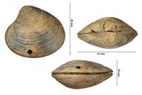 Callista erycinoïdes